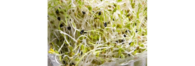 Garlic Sprouts