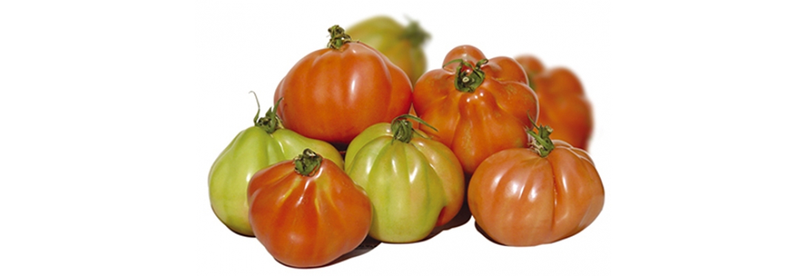 Pomodoro Cuore di Bue d'Albenga
