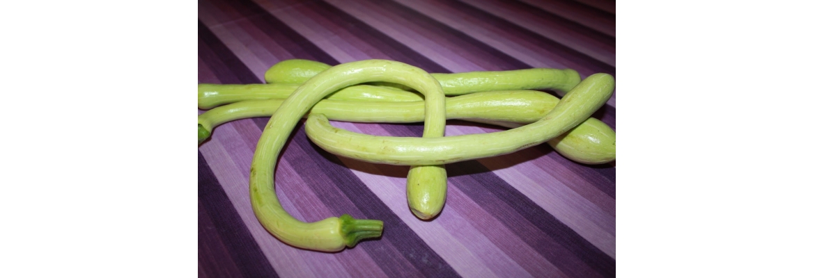 Zucchine Trombette d'Albenga