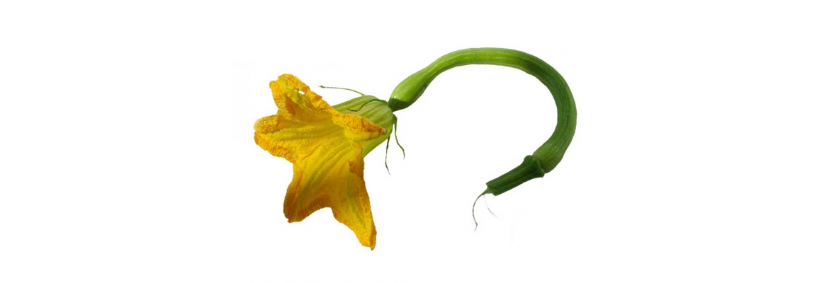 Zucchine Trombette d'Albenga
