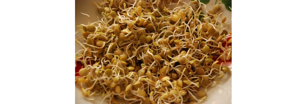Germogli di Lenticchia