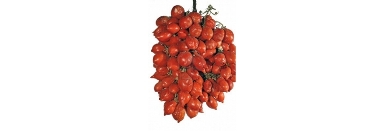 Pomodorino Piennolo del Vesuvio