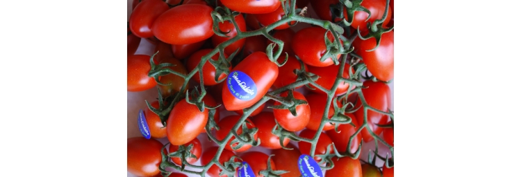 Pomodoro Torpedino